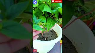 How to care harsingarparijat plant winter flowering plant naturalenvironment331 [upl. by Bergwall]