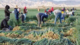 How North Carolina Farmers Harvest Over 84 Million Acres Of Farmland  American Farming Documentary [upl. by Chaworth898]