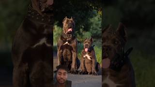 dog laver pitbullfacts❤❤❤ shortvideos 💪💪💪💪💪💪💪 [upl. by Tripp]