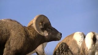 Big Horn Sheep flock  Gardiner City Montana [upl. by Jenine]