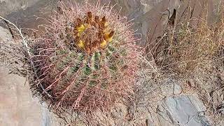 Ferocactus wislizenii [upl. by Ijies]