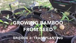 Growing Bamboo from Seed Episode 2 Transplanting [upl. by Aihsenet867]