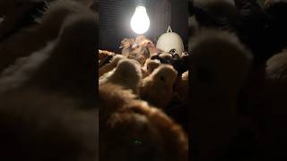 My Chickens and Ducklings on a Rainy Night  Relaxing Animal ASMR amp Farm Sounds AnimalASMR [upl. by Nnaitsirhc81]