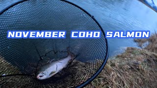 NOVEMBER COHO SALMON FISHING  FRASER VALLEYsalmonfishing cohofishing cohosalmon [upl. by Boudreaux]