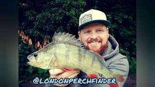 How to fish the Zman Ned rig for Big Perch [upl. by Adlez59]