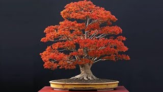 nuovo bonsai di acero deshojo [upl. by Thgiwd]