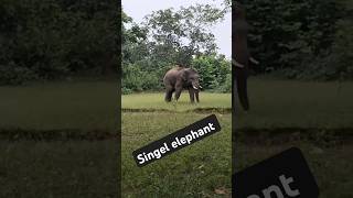 Elephant new video like share comment subscribe kejia please [upl. by Gilead653]