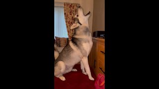 Our awesome 3 huskies howling again [upl. by Suiravat589]