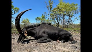 Roosevelt Sable hunt 318 Westley Richards outfitted by Cabassa Safaris Niassa Mozambique [upl. by Klusek724]