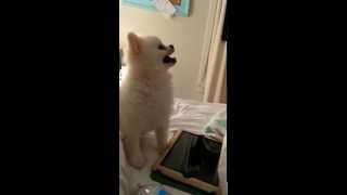 Epic Pomeranian Puppy sneeze Original [upl. by Stace]