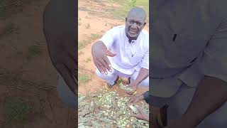 La culture de l ananas au Niger phase test Sidikou 92636300 1 ère partie [upl. by Yort]