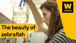 Science and beauty and the zebrafish  Wellcome [upl. by Gerta]