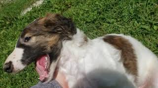 Borzoi Puppies6 Weeks Tomorrow [upl. by Verile782]