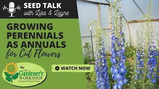 Seed Talk 101  Growing Perennials as Annuals for Cut Flowers [upl. by Briney216]