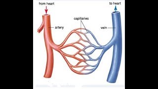 Arteries Veins and Capillaries best Comparison PART 1 [upl. by Almat]