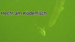 Hecht in Lauerstellung👀 Köderfisch in Gefahr❗️🤣 [upl. by Helbonnah]