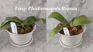 How to Repot Orchids into Sphagnum Moss  Step by Step  Potting Up Species and Novelty Phalaenopsis [upl. by Lissie]