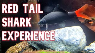 Rainbow Shark vs Red Tail Shark  Which One Is Best [upl. by Mindy631]