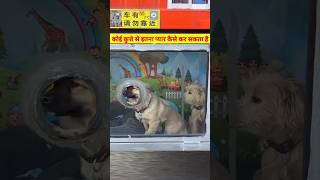 This man do everything for his dog shortvideo dog doglover [upl. by Persons]