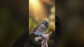 Beautiful bird song E9 birdsinging birds wildlifevideography birdssinging birdspecies [upl. by Granlund]