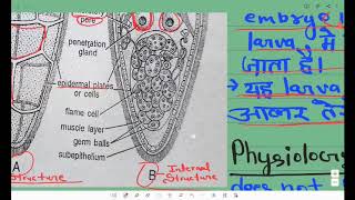 Life Cycle And Development Of Fasciola hepatica  All Larva State [upl. by Dalston238]