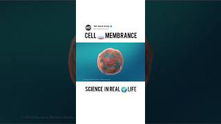 Structure of Cell Membrance science biology cell membranestructures [upl. by Norrab]