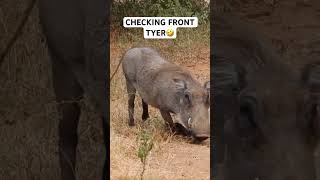 Warthog Turbo V16 engine 🙏SUBSCRIBE🙏 video warthog turbo v16engine kingofjungle funny [upl. by Dnaltruoc]