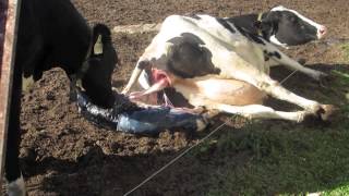 Calf birth at Hansens Farm Fresh Dairy [upl. by Gilder]