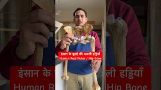 इंसान के कूल्हे की असली हड्डियाँ  Human Pelvis  Hip Bone viral trending shorts youtubeshorts [upl. by Anirual]