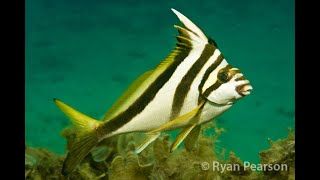 Crested Morwong  Cheilodactylus vestitus [upl. by Uase]