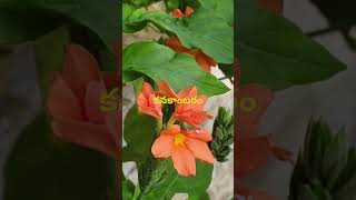 కనకాంబరం ll Dr Murthy Plant World ll Cossandra infundibuliformis [upl. by Abbotsen]