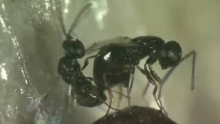 Natures Own Fly Control  Muscidifurax sp parasitic wasps mating [upl. by Akemehs]