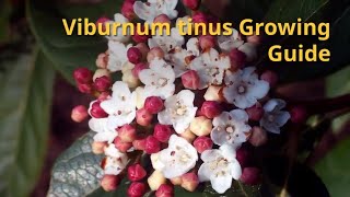 Viburnum tinus Growing Guide [upl. by Dirgis343]