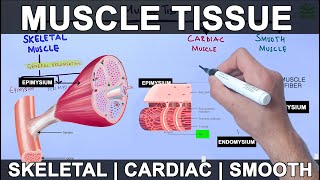 Muscle Tissue  Skeletal  Cardiac  Smooth Muscle [upl. by Vincenz]