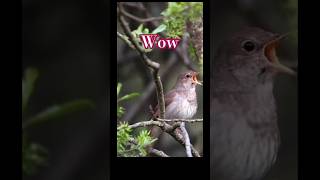 Bird Singer  Amazing Natural Voice bird song voice [upl. by Eilerua]