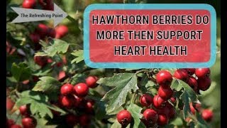 Hawthorn Berry Does More Than Support Heart Health  Boosts Energy  Try Hawthorn Berry Tea [upl. by Akihsan]