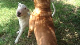 Bull terrier vs Pitbull [upl. by Gilletta126]