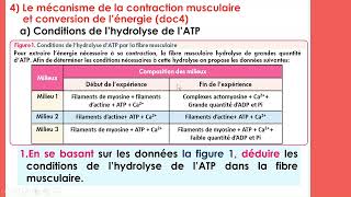 2Bac SVT suite  Le mécanisme de la contraction musculaire [upl. by Arracot]