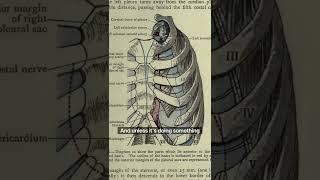 Transversus Thoracis Origin Insertion Anatomy and Function [upl. by Ahsotan]