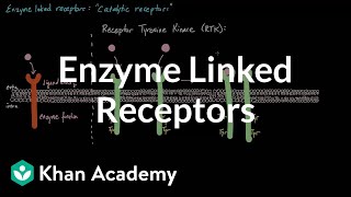 Enzyme Linked Receptors  Nervous system physiology  NCLEXRN  Khan Academy [upl. by Halilak645]