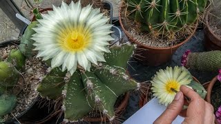 How to pollinate cactus flowers  Astrophytum [upl. by Blondy609]