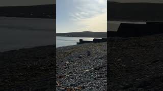 Another cracker of a day in Stonehaven today 🏴󠁧󠁢󠁳󠁣󠁴󠁿☀️ ExploringScotland Scotland Stonehaven [upl. by Glogau]