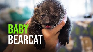 Bottlefed Baby Binturong at Nashville Zoo [upl. by Einama]