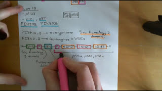 The PI3K  AKT  mTOR Pathway and Cancer Part 3 [upl. by Nathan]