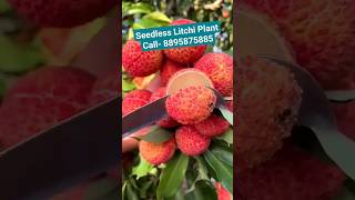 Seedless Litchi Plant Available Call 8895875885 [upl. by Otrebire]