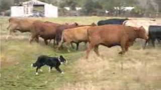 Border Collies Herding Cattle [upl. by Meesak]