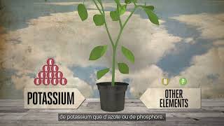 Potassium pour les nourriture des plantes  EP3 S2 avec CANNA [upl. by Yael]