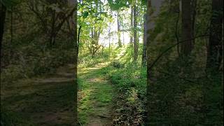 🍃Peaceful green woods with dogs 🐕 dog woods peaceful [upl. by Ajiat]