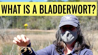 What is a Bladderwort [upl. by Mead661]