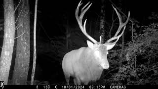 Red Deer Stag 11 point  not quite a Royal Bee Wood Peak District [upl. by Wrand]